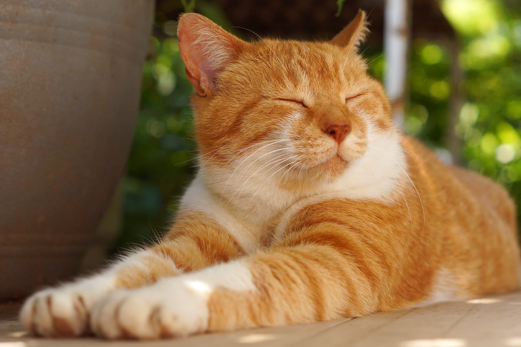 /1800x1200_cat_relaxing_on_patio_other_10085171856519010882.jpg